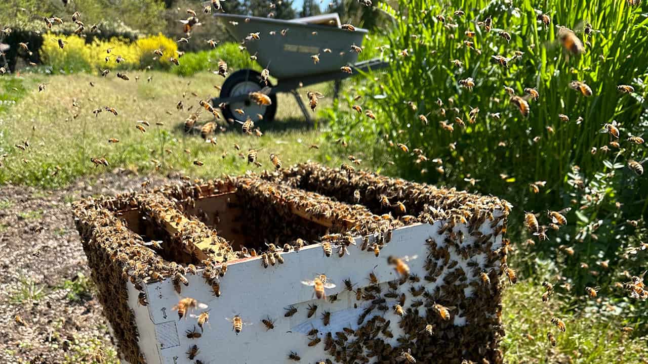 Chefs Garden Honey Bee Swarm
