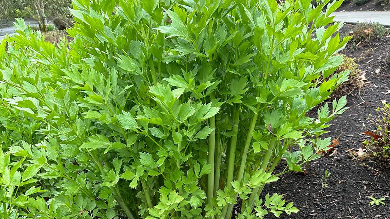 Lovage Plant Ready For Harvest In Chefs Garden