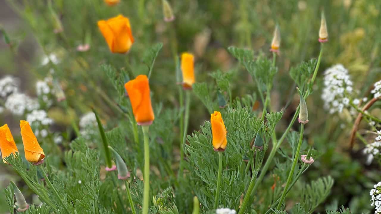 Chef's Garden California Poppies