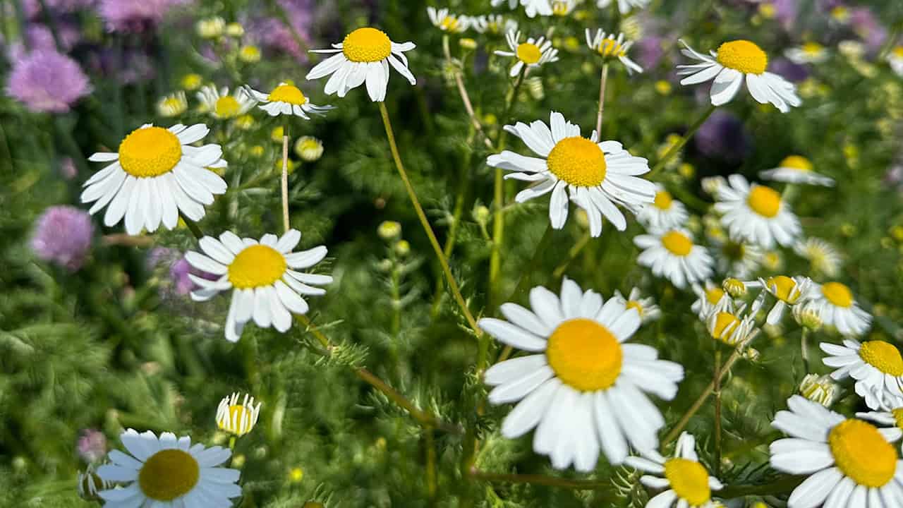 Chef's Garden Fresh Chamomile