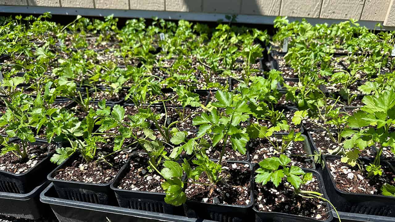 Chefs Garden Parsley