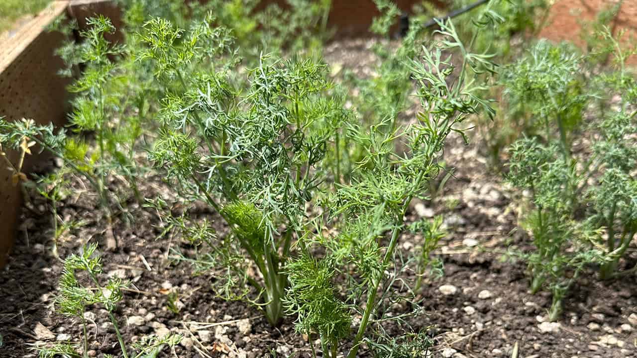 Chef's Garden Dill Plants
