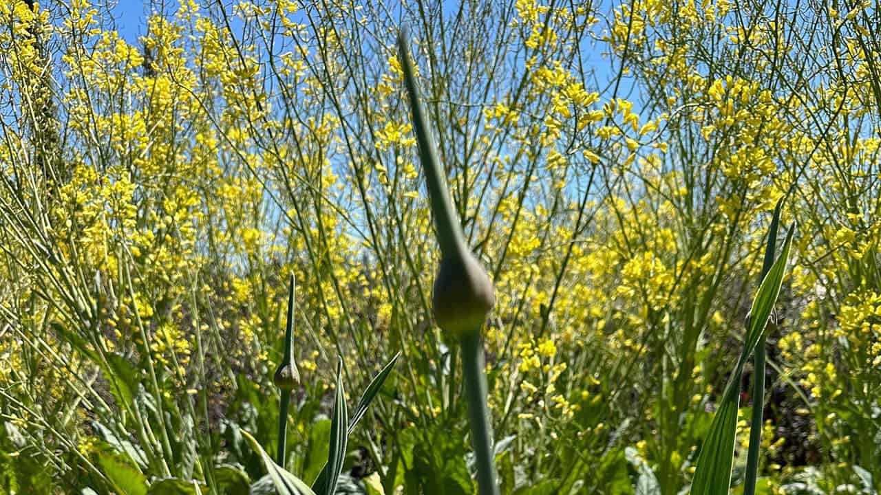 Chefs Garden Garlic Scapes