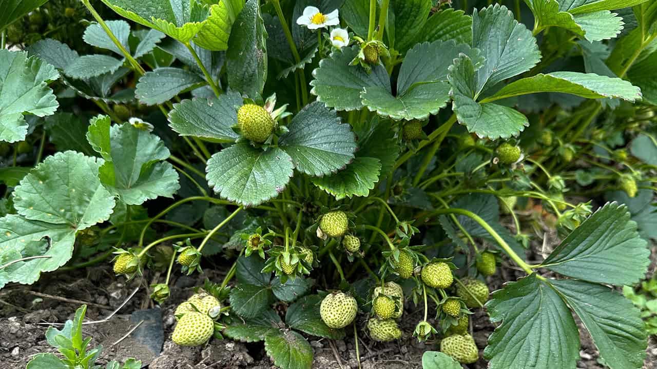 Chef's Garden Green Strawberries