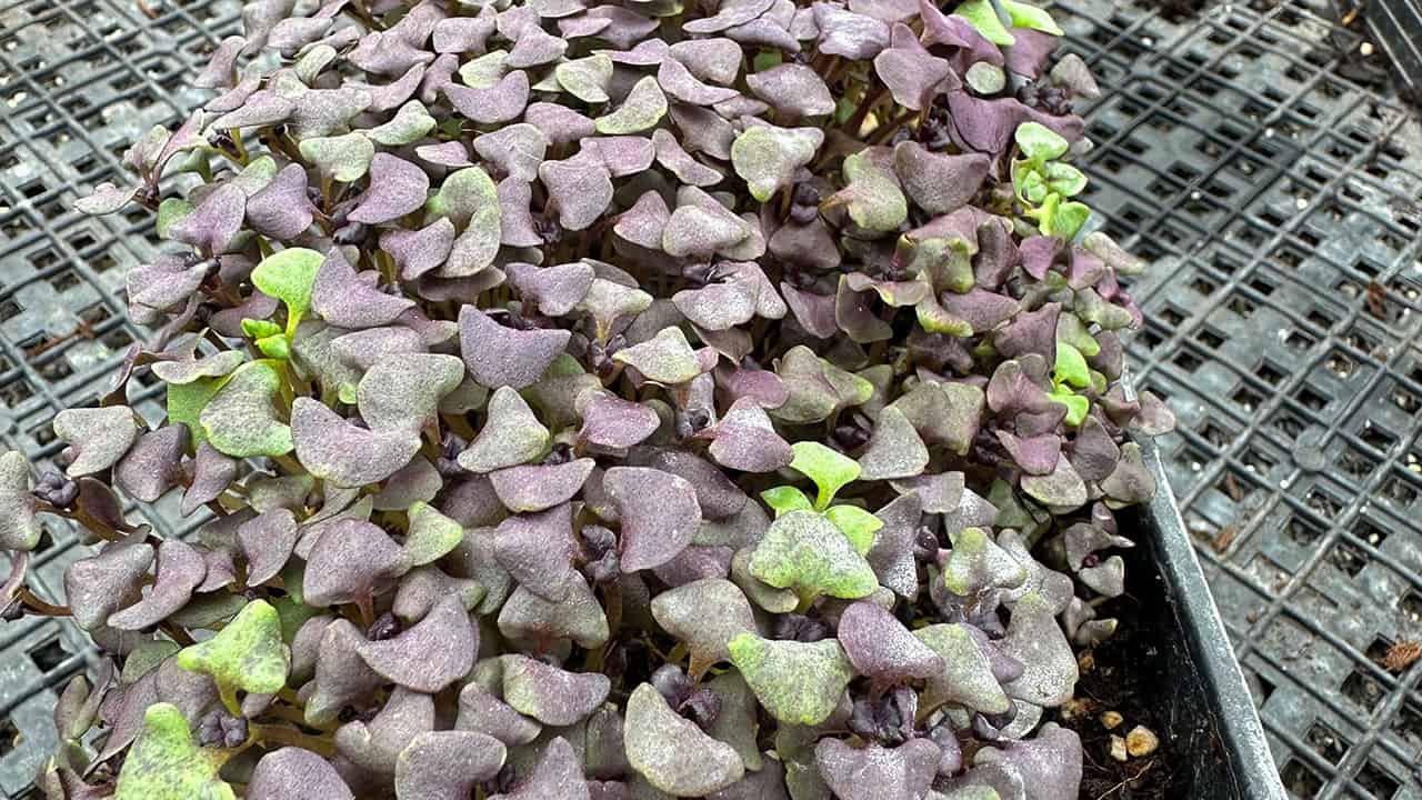 Chefs Garden Micro Greens