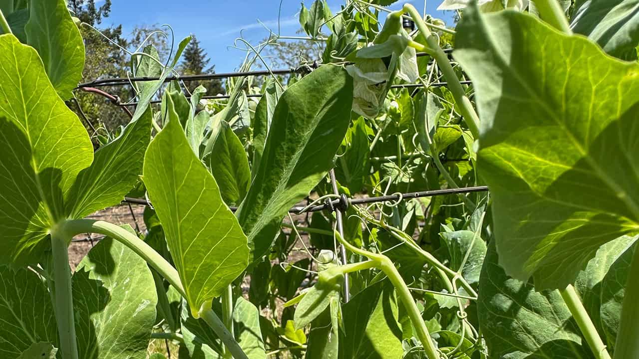 Chef's Garden Snap Peas