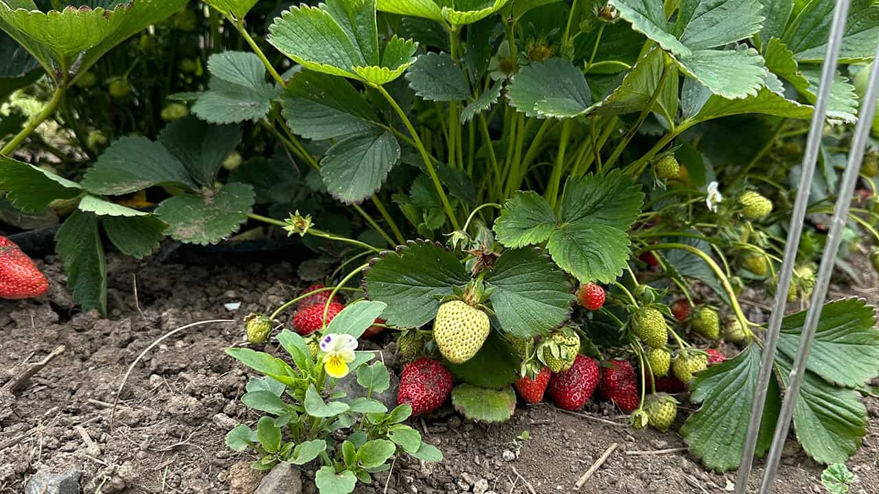Chef's Garden Ripening Strawberries