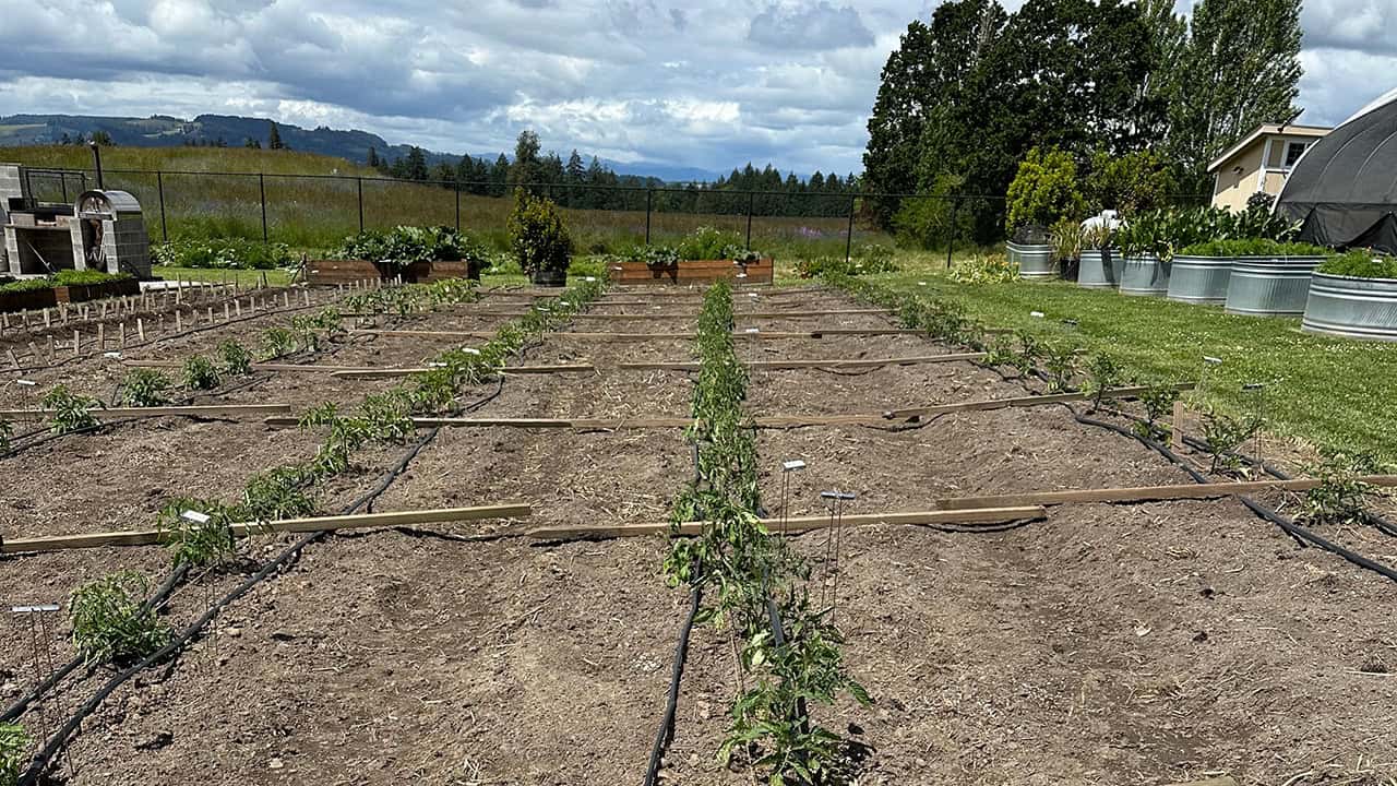 Chef's Garden Tomatoes and Peppers
