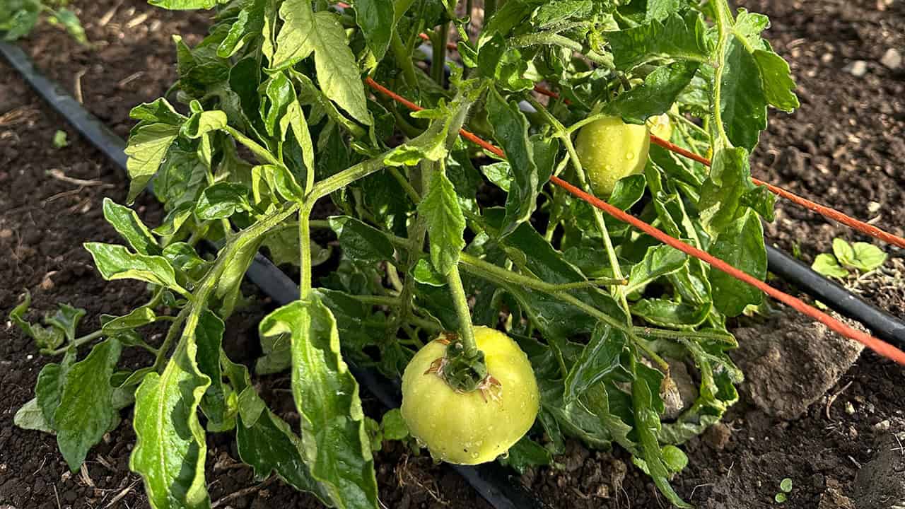 Chef's Garden Tomatoes
