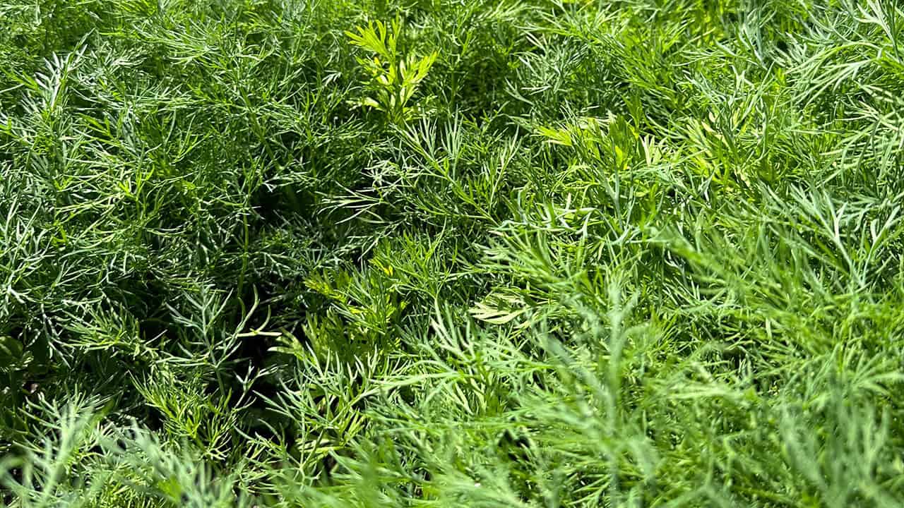 Chefs Garden Dill and Carrots