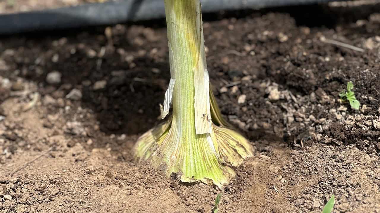 Chefs Garden Elephant Garlic Bulbs