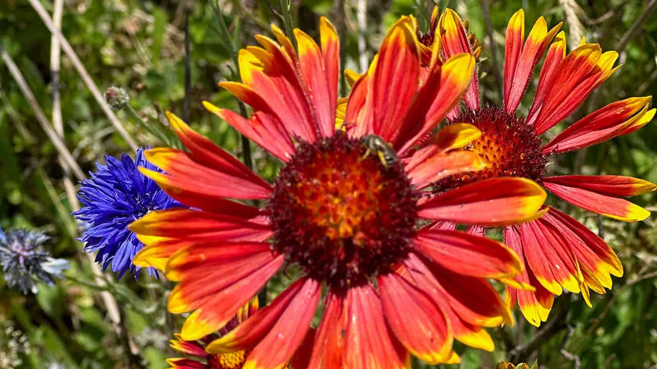 Chef's Garden Gaillardia Or Blanket Flower
