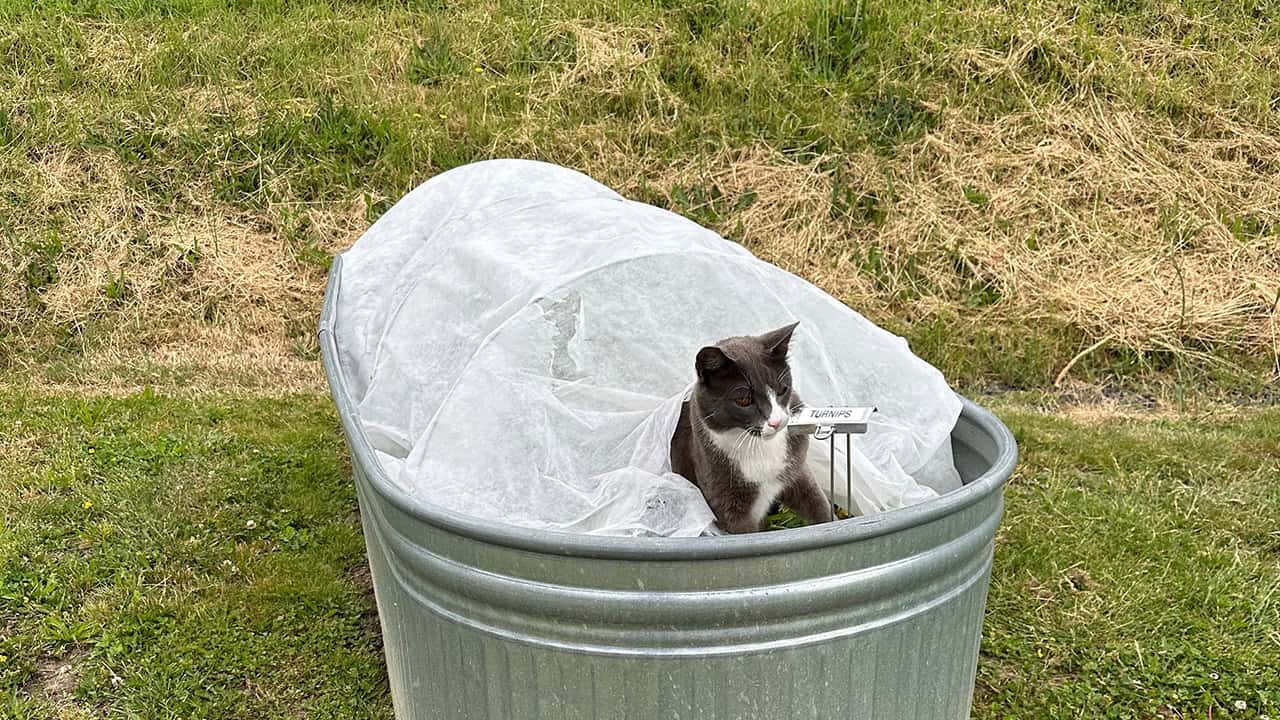 Chef's Garden Cat
