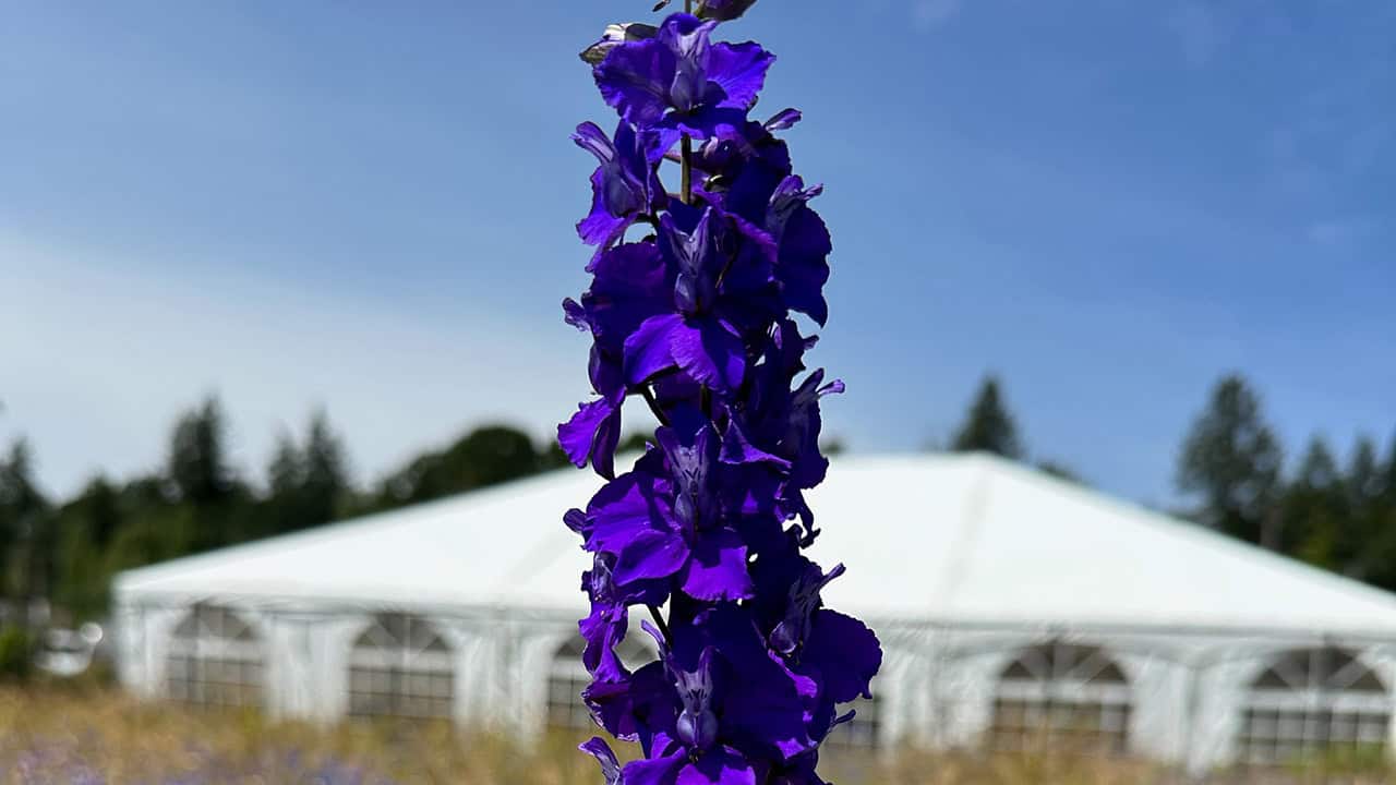 Chef's Garden Larkspur Flower