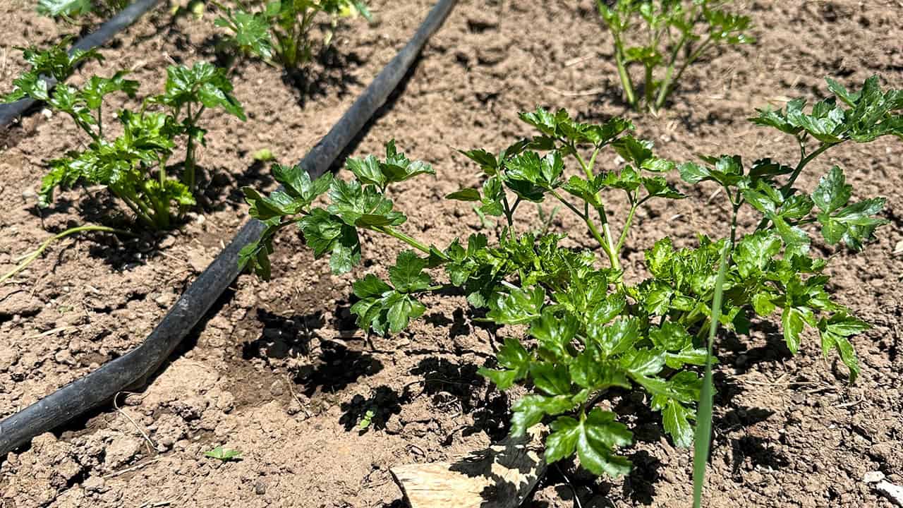 Chef's Garden Parsley