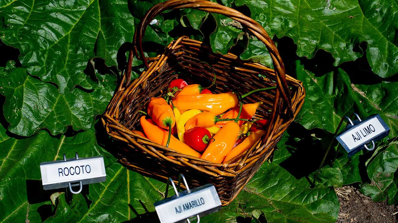 Peruvian Peppers Grown in Chef's Garden at The Allison