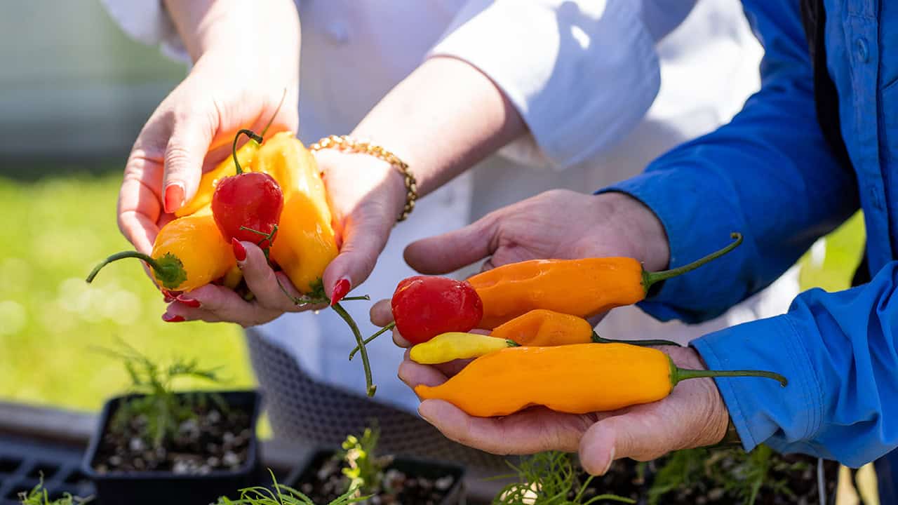 Peruvian Peppers Grown in Chef's Garden at The Allison