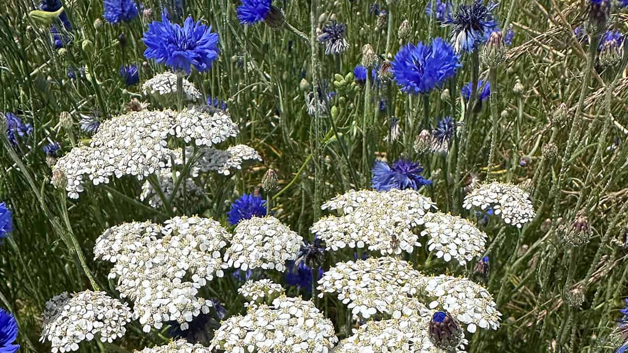 Chefs Garden Pollinator Meadow