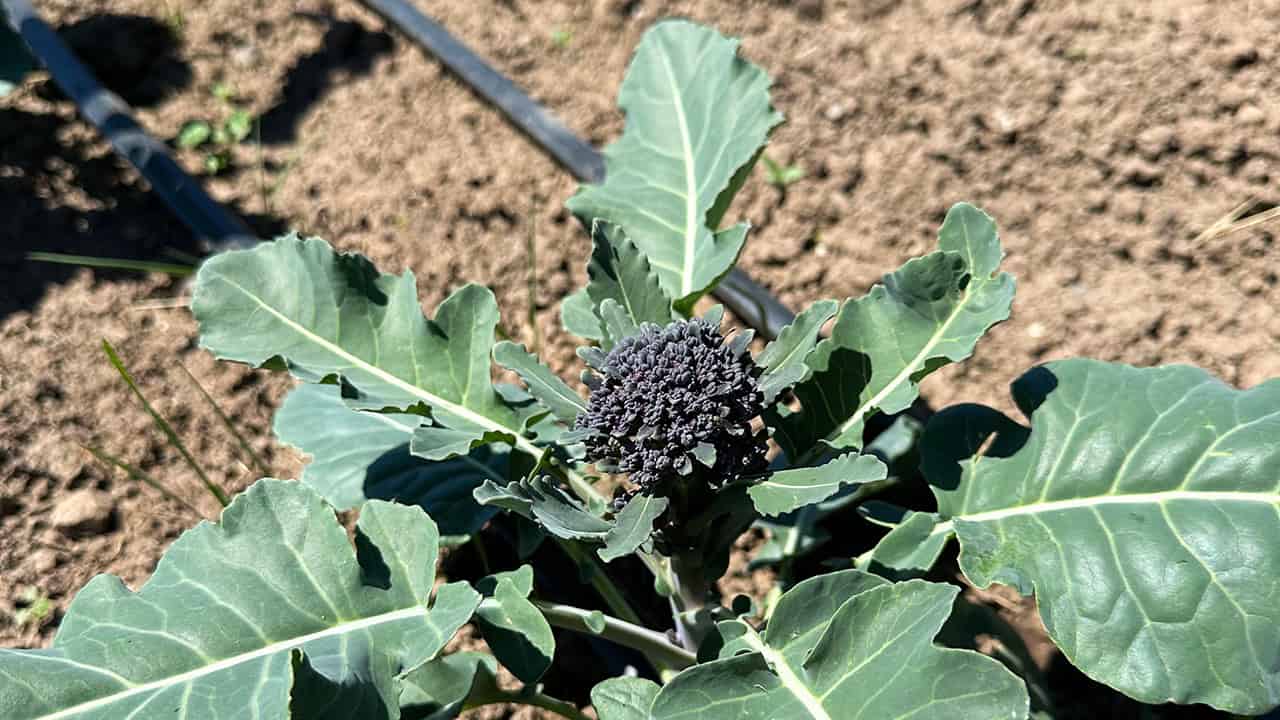 Chef's Garden Sprouting Broccoli