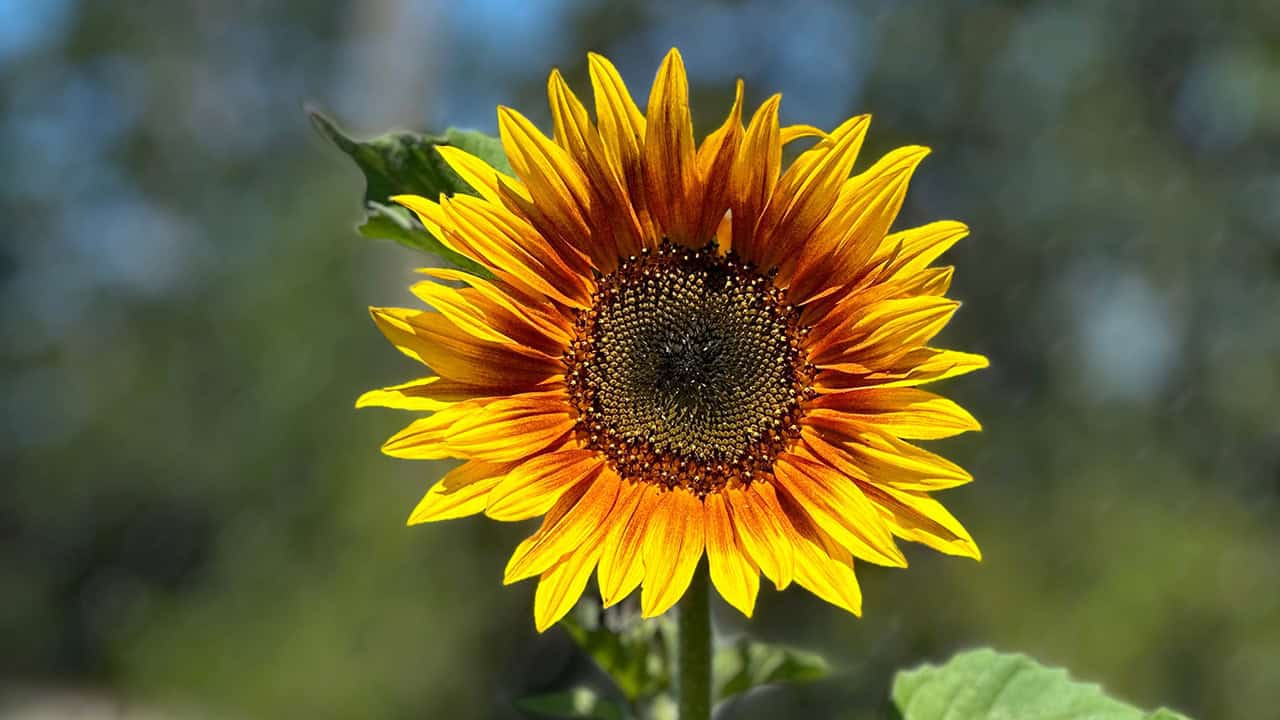 Chefs Garden Summer Sunflower