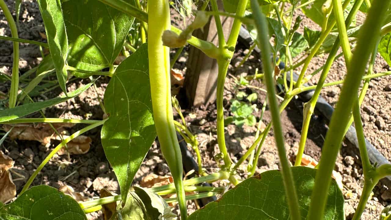 Chefs Garden Beans
