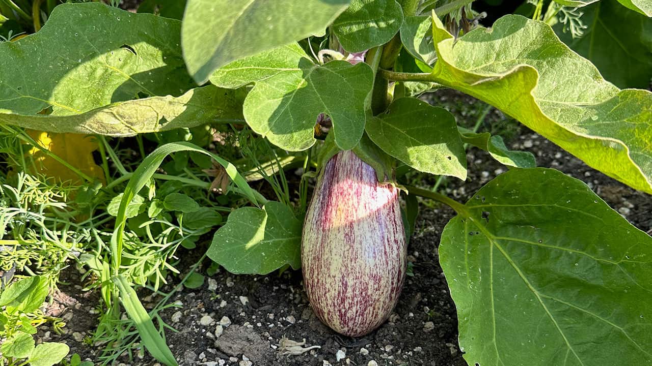 Chefs Garden Eggplant