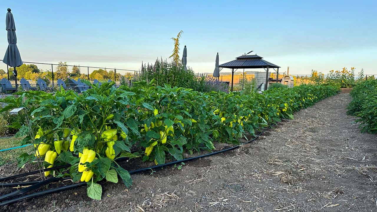 Chefs Garden Gypsy Peppers