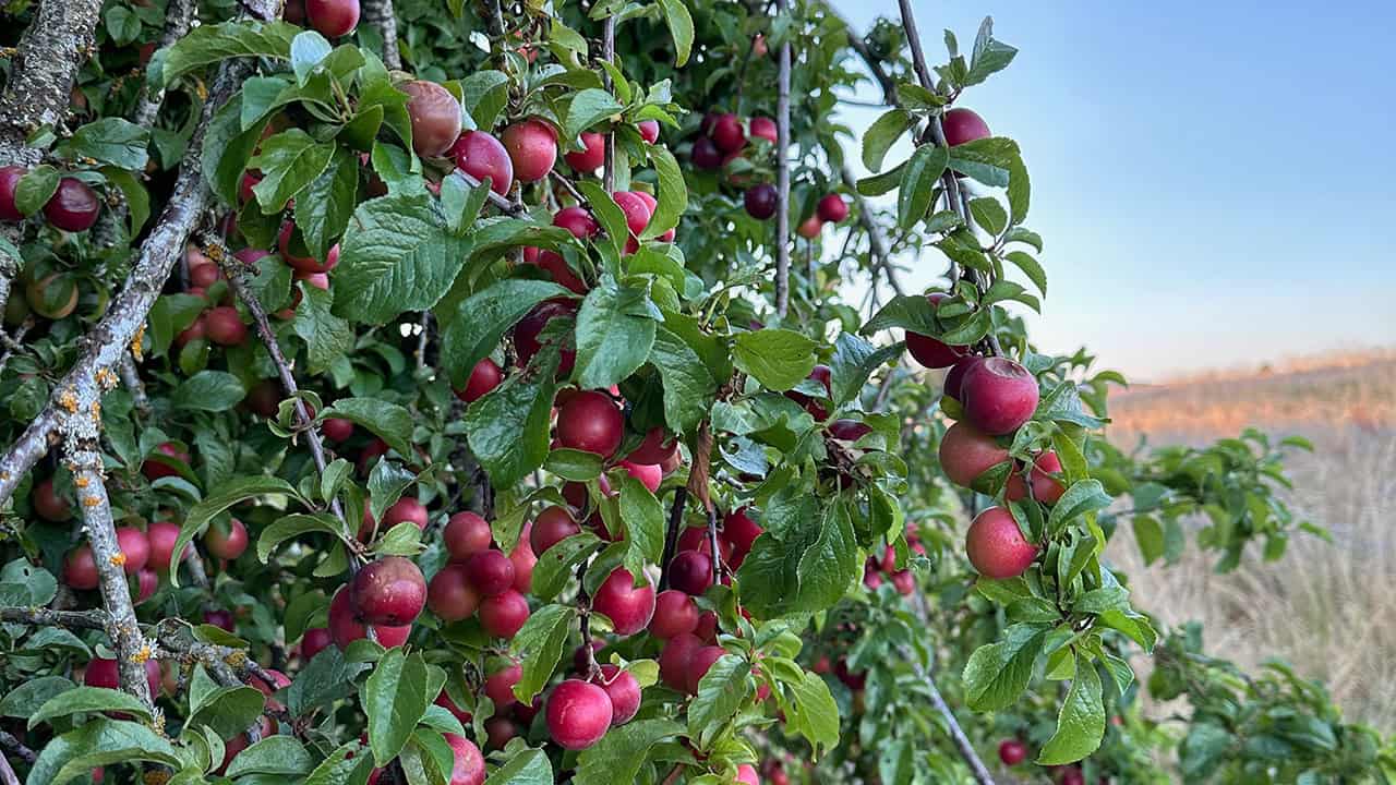 Chefs Garden Plums