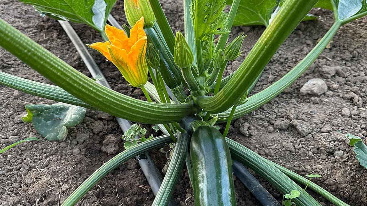 Chefs Garden Zucchini and Blossoms