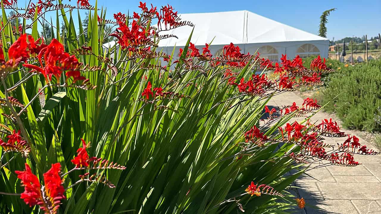 Chef's Garden Crocosmia Flowers