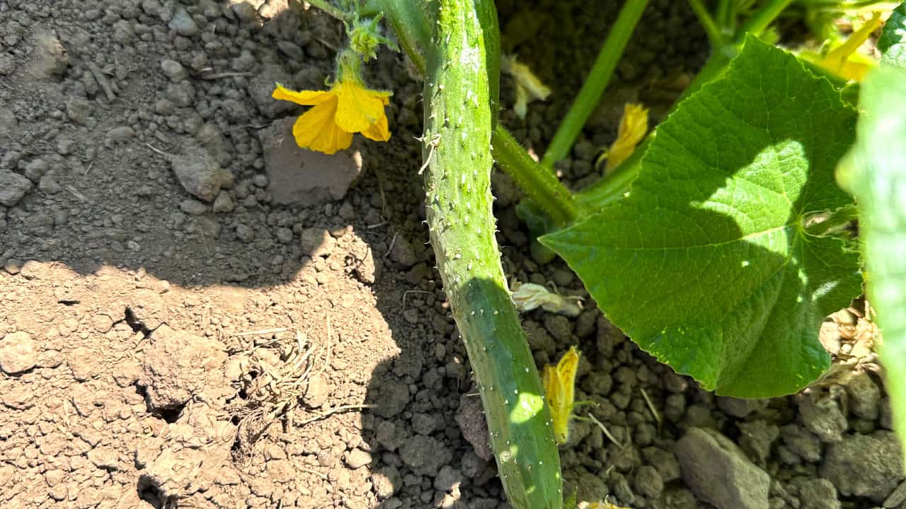 Chefs Garden Cucumbers