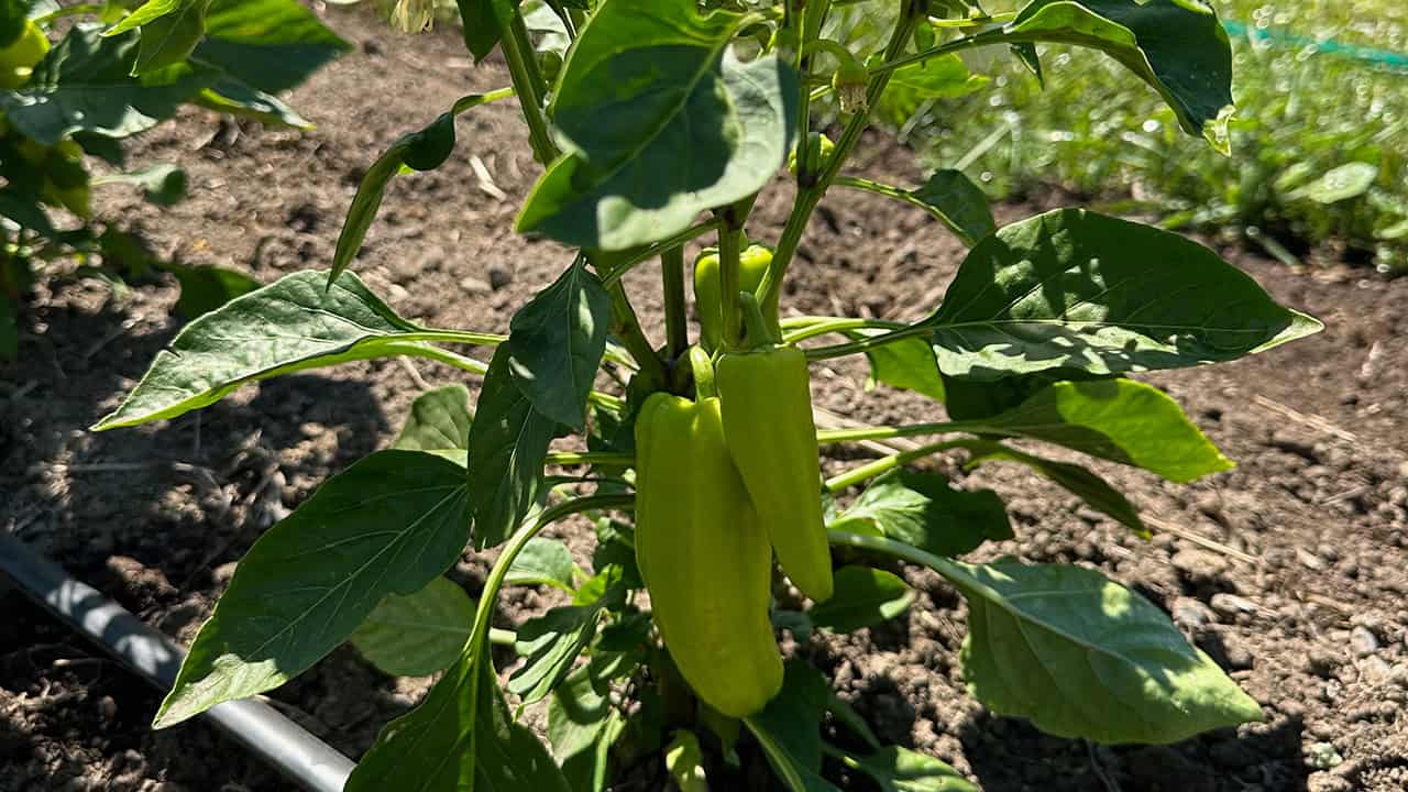 Chef's Garden Gypsy Peppers