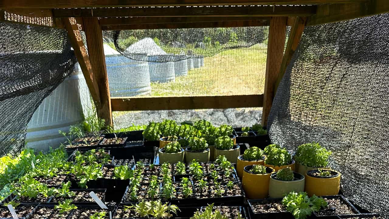 Chef's Garden Lettuce Under Shade Cloth