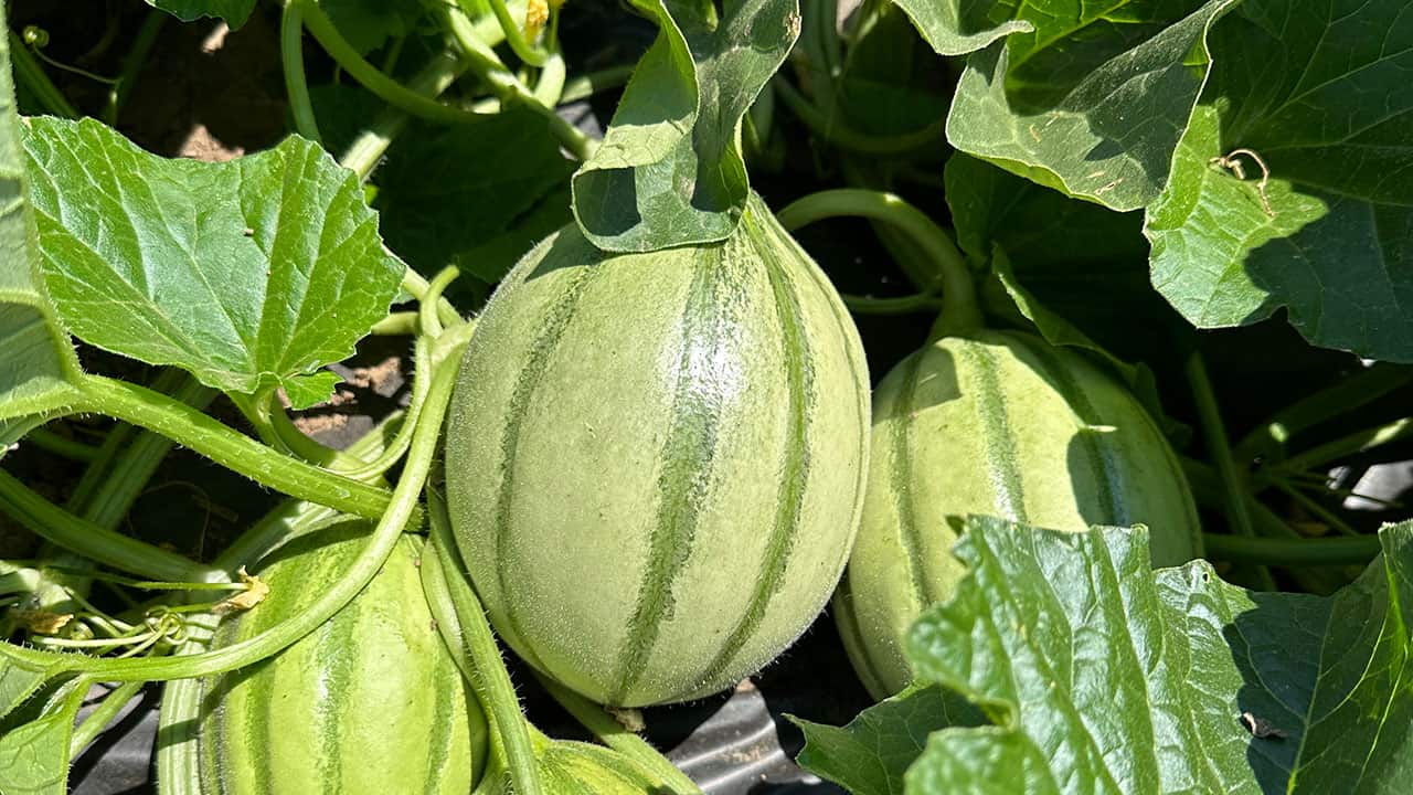 Chefs Garden Melons