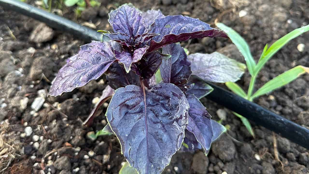 Chefs Garden Purple Basil