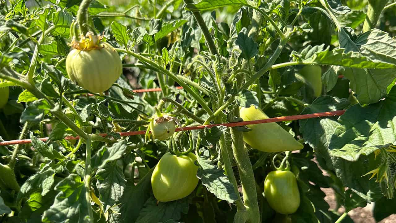 Chef's Garden Tomatoes