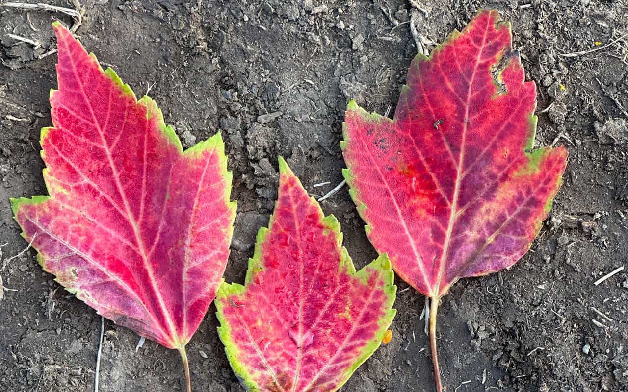 Chefs Garden Autumn Leaves