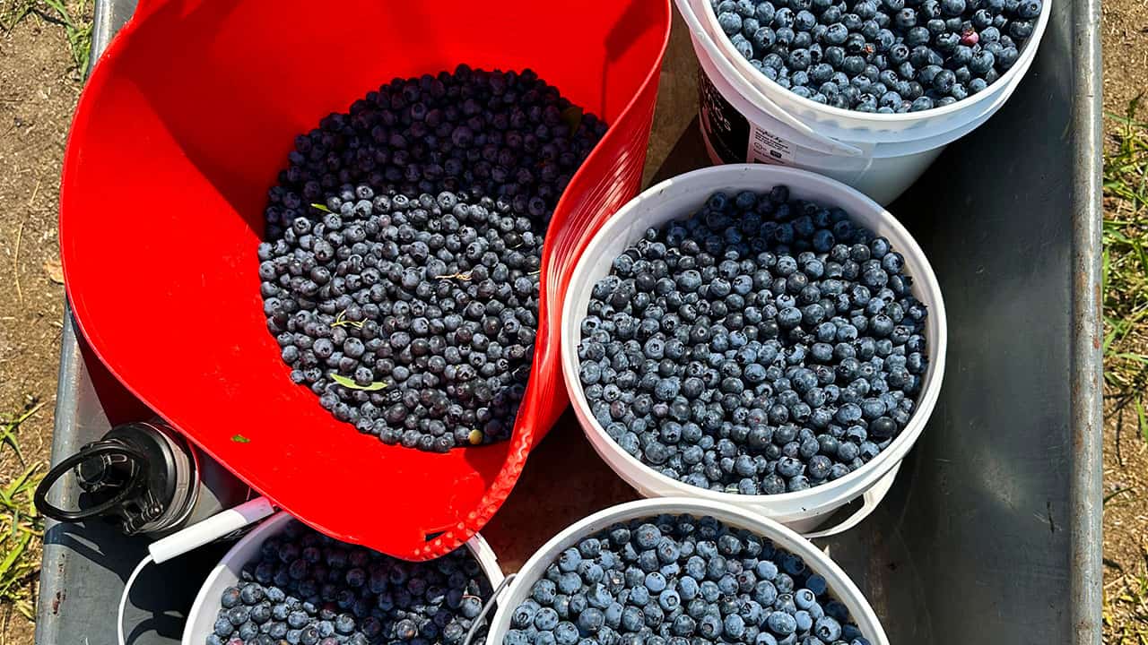 Chefs Garden Fresh Blueberries