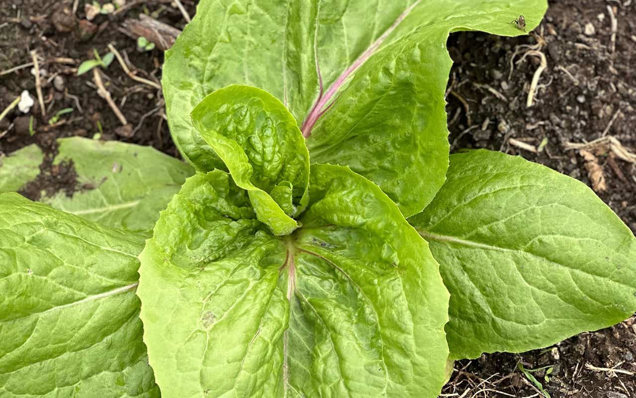 Chefs Garden Lettuce