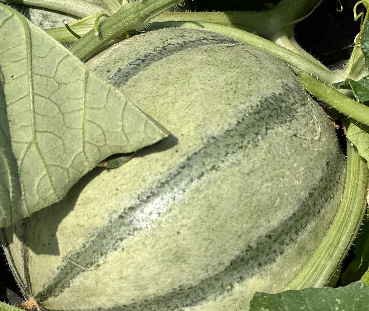 Chefs Garden Melon