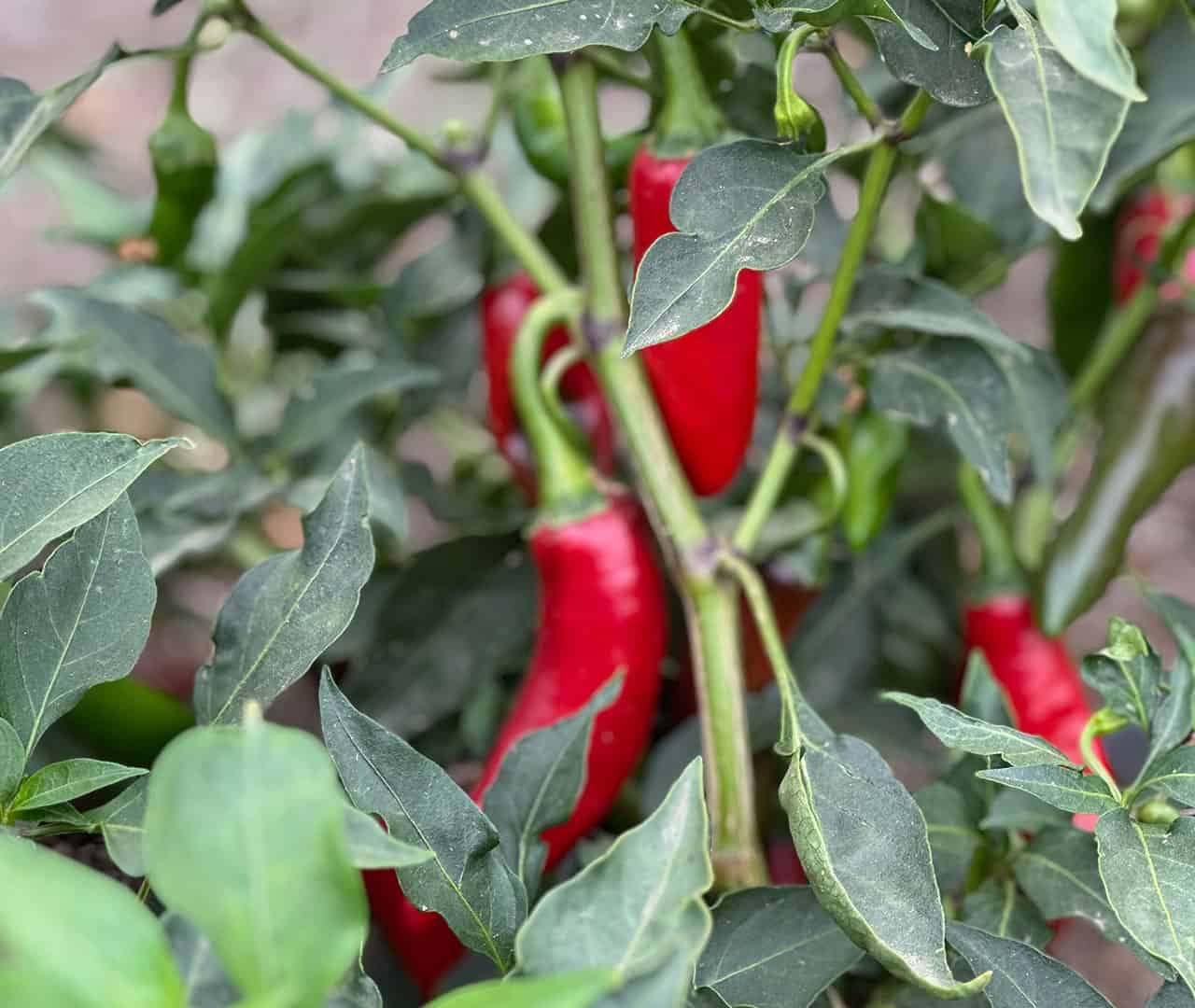 Chefs Garden Serrano Peppers