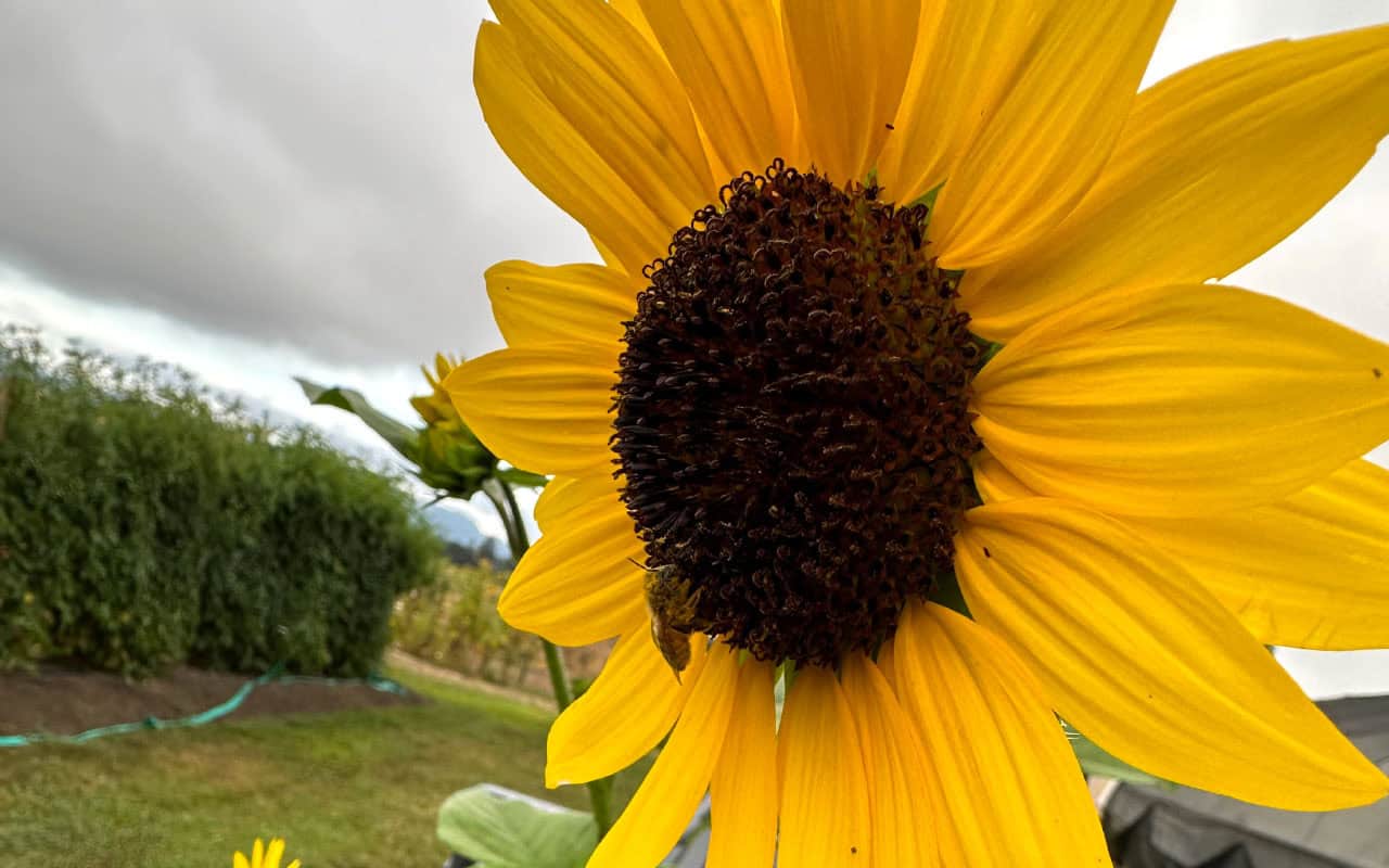 Chefs Garden Sunflower