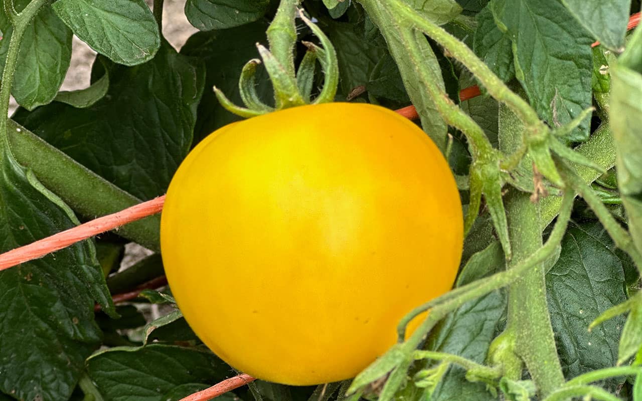 Chefs Garden Yellow Tomato