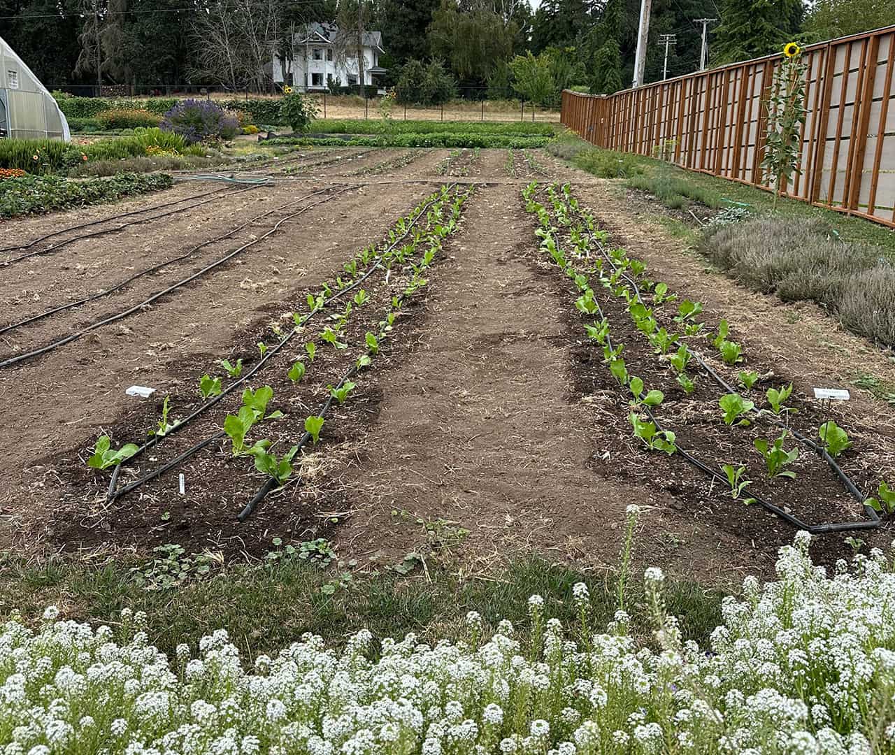 Chef's Garden Transplanted Winter Crops
