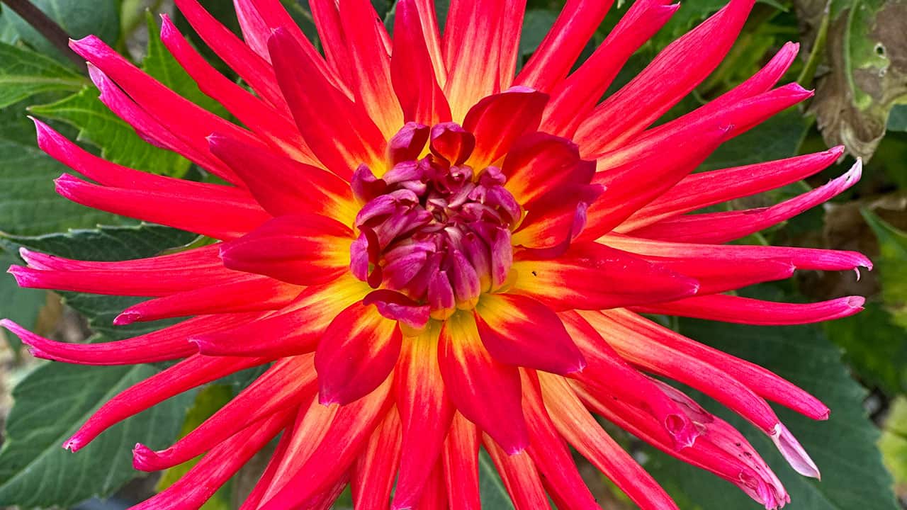 Chef's Garden Dahlia