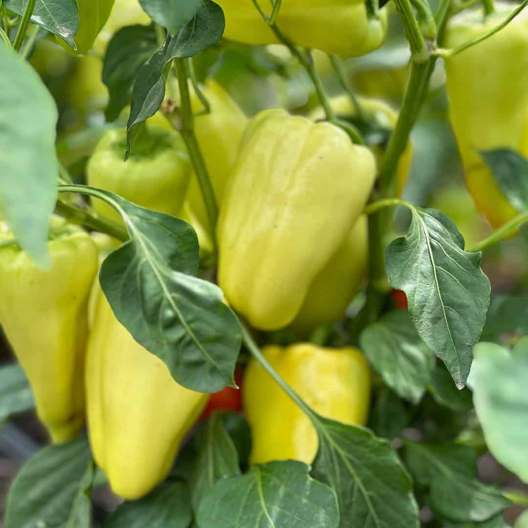 Chef's Garden Gypsy Peppers