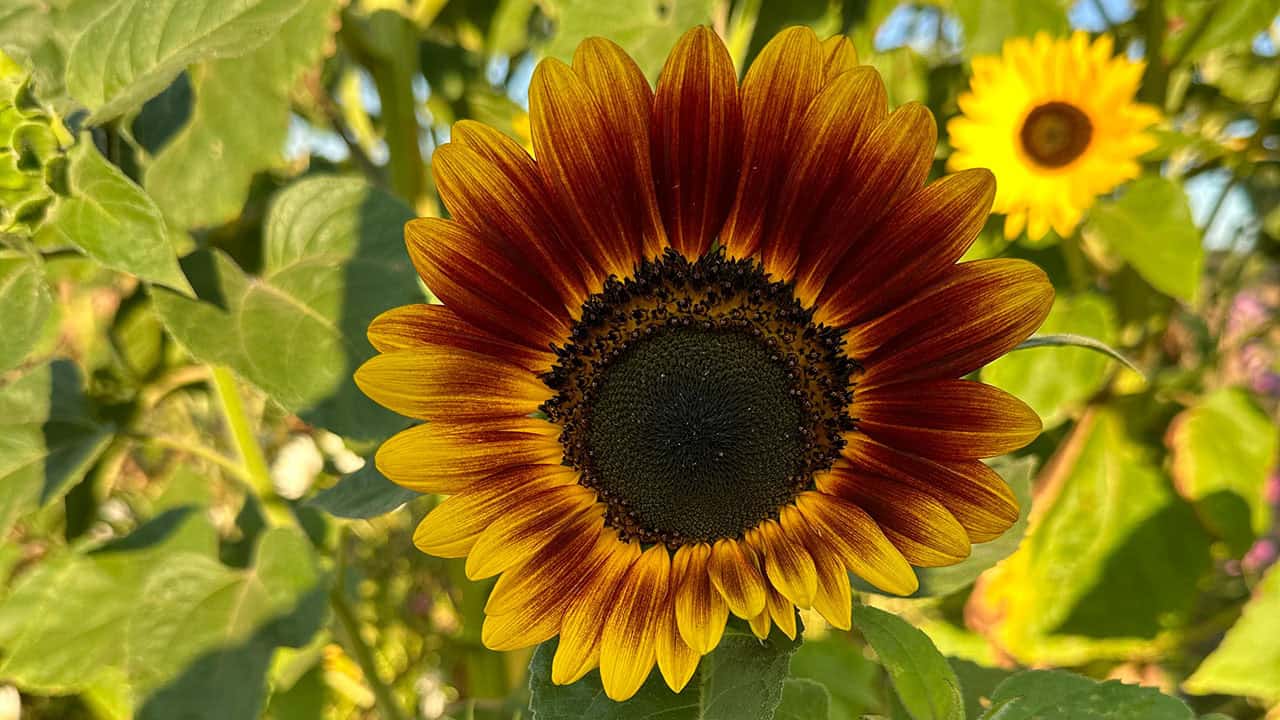 Chefs Garden Summer Sunflowers