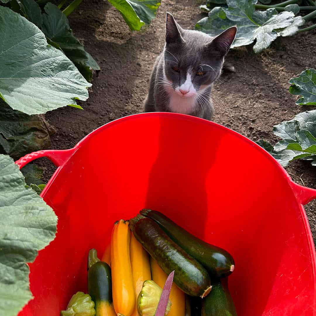 Chefs Garden Zucchini Harvest And Garden Cat
