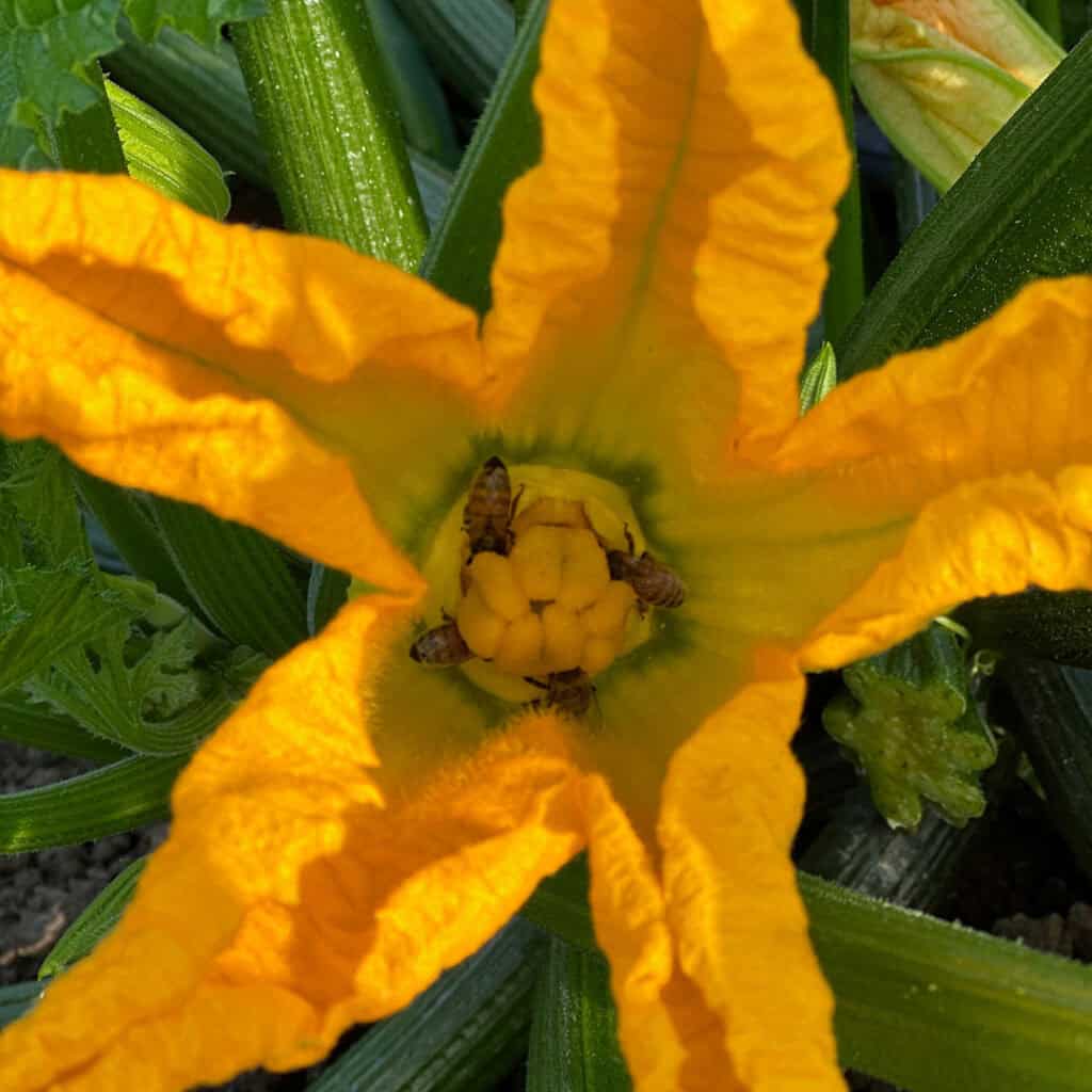 Chef's Garden Zucchini Blossoms