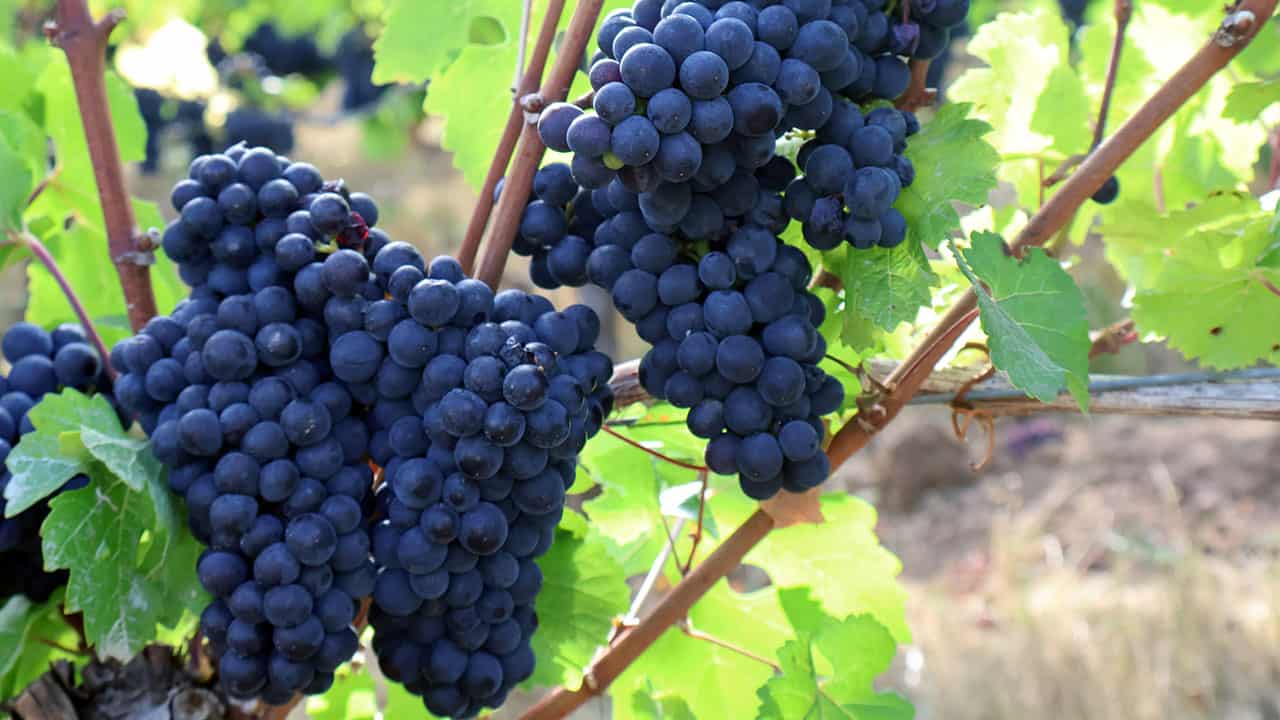 Ripe Wine Grapes at Austin Knoll Estate Vineyards at The Allison Inn and Spa